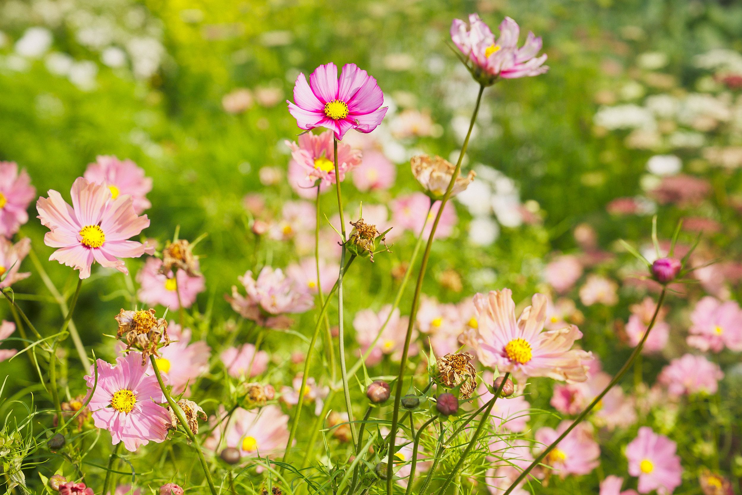 Fotos August September 2024 Low Res by Emile Holba 72